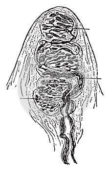 Touch corpuscle, vintage engraving photo