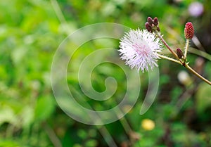 Touch-Me-Not, Also Called Sensitive Plant, Mimosa Pudica, or Shy