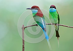 Touch of nature with beautiful green and blue bird together perching on thin branch over blur background