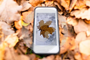 Touch phone on a background of autumn leaves on the grass.silhouette maple leaf on touch screen