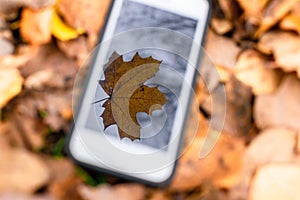 Touch phone on a background of autumn leaves on the grass.silhouette maple leaf on touch screen