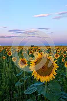 A touch of Pink Sky on a Colorado Sunflower field