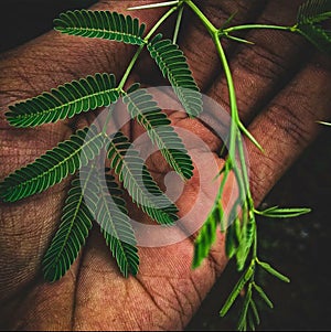 Touch sensitive plant leafs in hands with special effects touch me not Plant photo