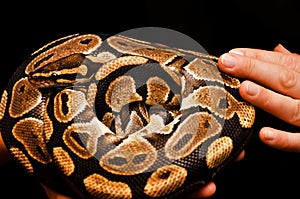 Touch the snake. Royal python on animal show.