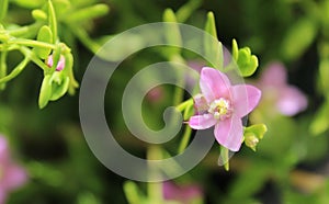 Touch of summer. Small pink wild flowers.