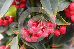 Touch of summer. Small Red fruits. photo