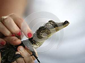 Touching Baby alligator