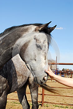 Touching Dappled Grey Horse