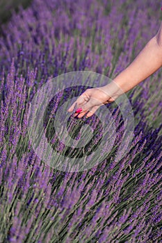 Touching lavender