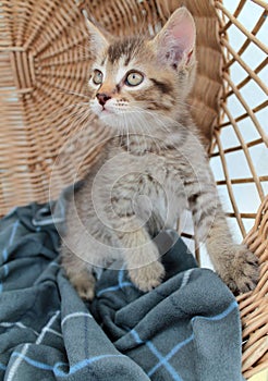 Touching little grey kitten, british cat feline young