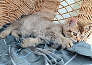 Touching little grey kitten, british cat feline young