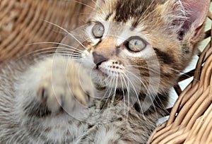 Touching little grey kitten, british cat feline young