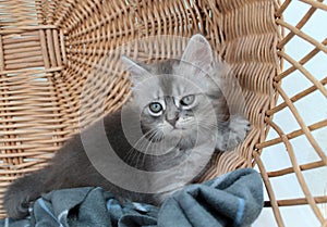 Touching little grey kitten, british cat feline young