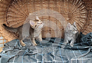 Touching little grey kitten, british cat feline young