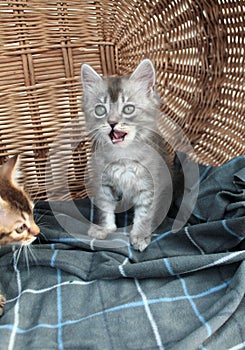 Touching little grey kitten, british cat feline young