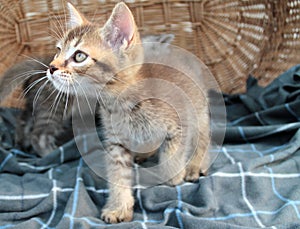 Touching little grey kitten, british cat feline young