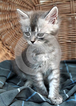 Touching little grey kitten, british cat feline young