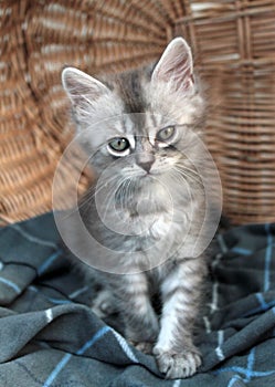 Touching little grey kitten, british cat feline young