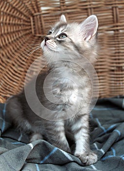 Touching little grey kitten, british cat feline young