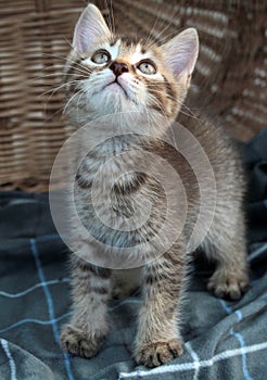 Touching little grey kitten, british cat feline young