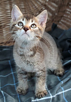 Touching little grey kitten, british cat feline young