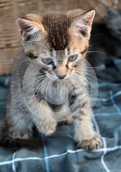 Touching little grey kitten, british cat feline young