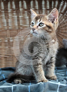 Touching little grey kitten, british cat feline young