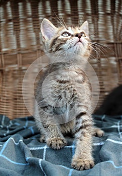 Touching little grey kitten, british cat feline young