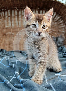 Touching little grey kitten, british cat feline young