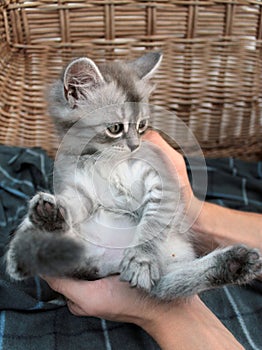 Touching little grey kitten, british cat feline young