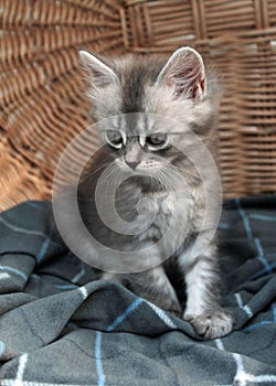 Touching little grey kitten, british cat feline young