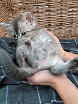 Touching little grey kitten, british cat feline young