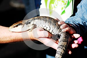 Touching Lizard @ Australian Reptile Park, Sydney