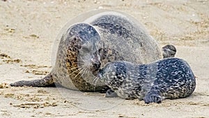 A Touching Moment Between a Harbor Seal and her Pup