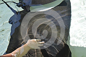 Touching a sting ray