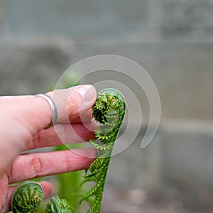 Touching a young fern. Green twisted sprout in spring