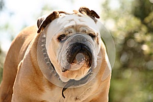 Tough bulldog