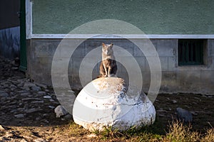 Tough looking cat sits on rock