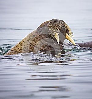 Tough whiskers surround the mouth and tusks on young walrus near Spitzbergen