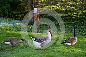 Toulouse and Canada Geese