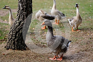 Toulouse and chinese domestic geese on the farm