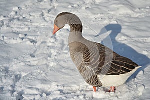Toulouse Goose in the snow photo