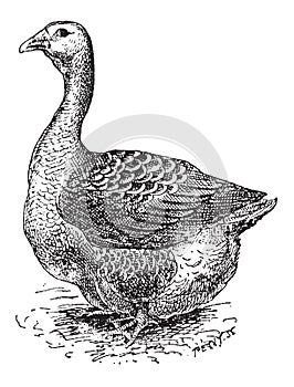 Toulouse Goose, vintage engraving