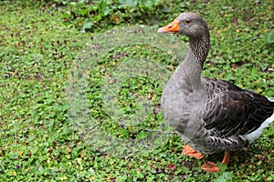 Toulouse goose walking on a meadow photo