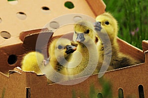 Toulouse goslings in a box