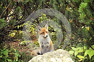 Tound Fox in forest