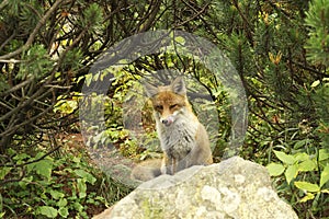 Tound Fox in forest