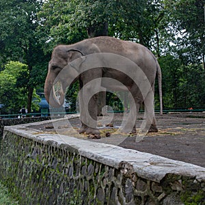 The toung elephant walking in the zoo area