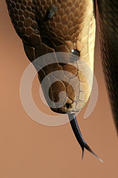 Tounge of Python , Australia