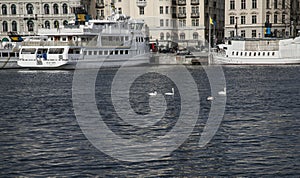 Tour boats in the harbor, Stockholm, Sweden.